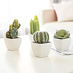 Set of 4 Mini Succulent & Cactus Plants - Popcheeks